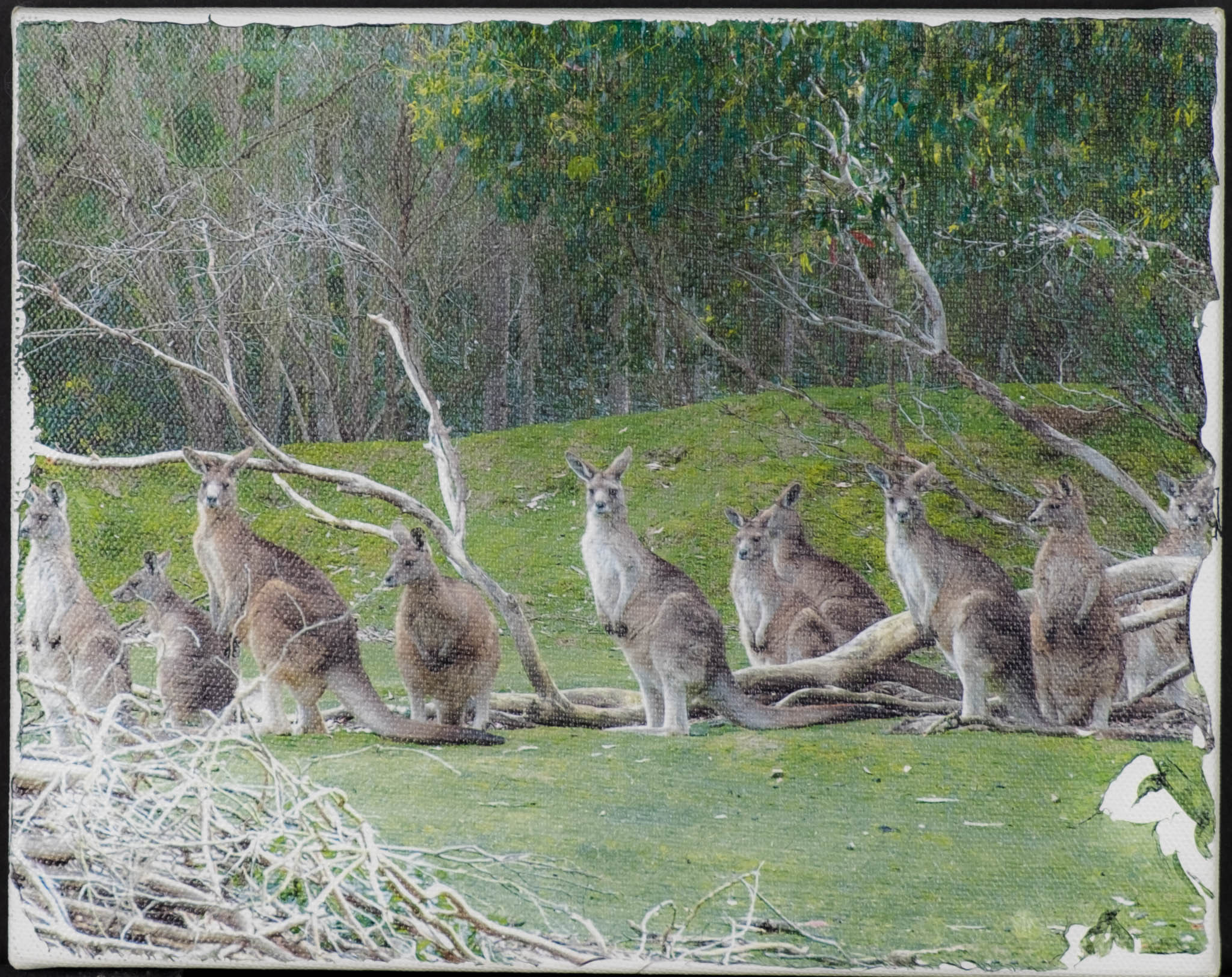 Here's Looking at Roo