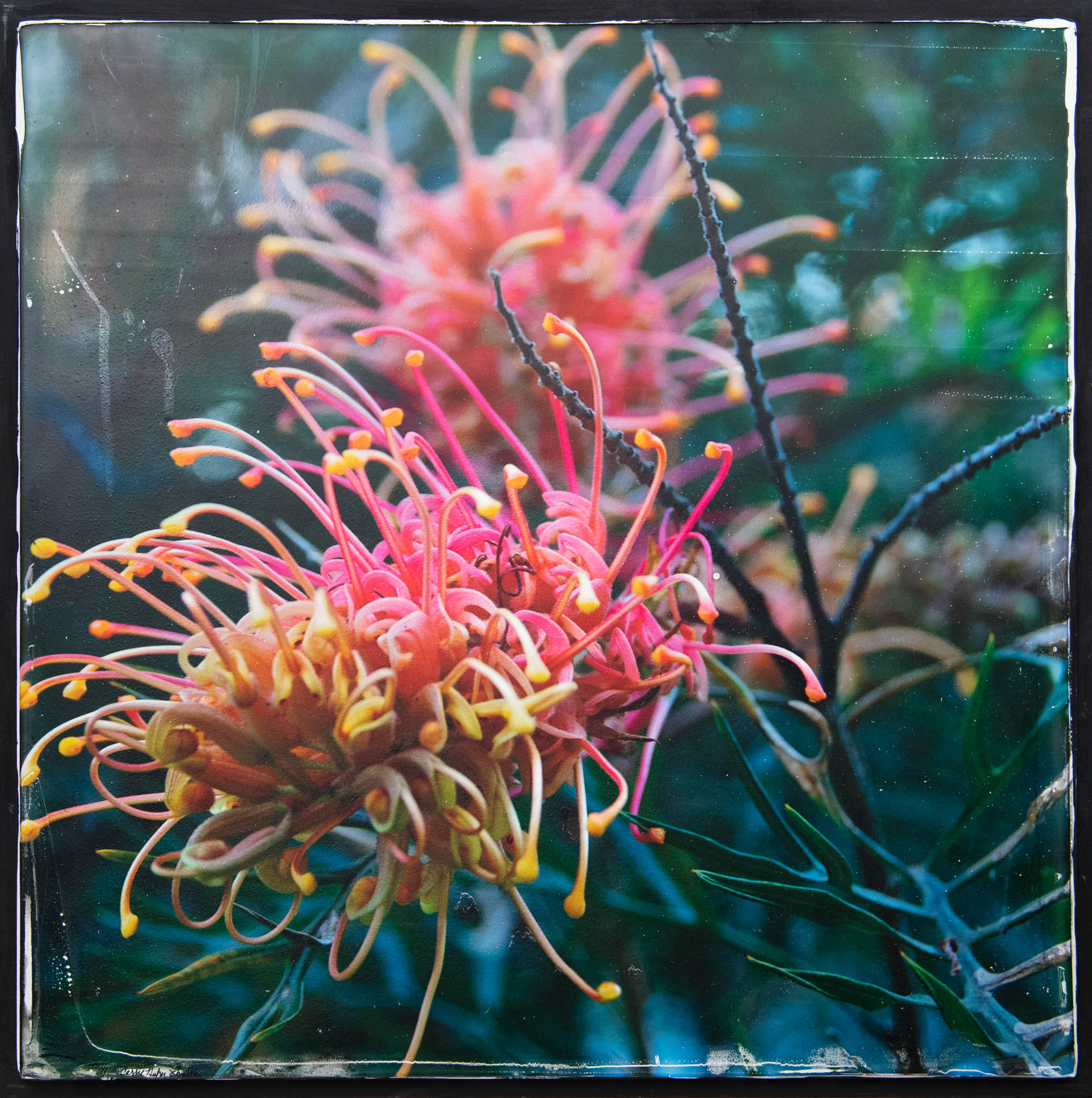 Aussie Flower